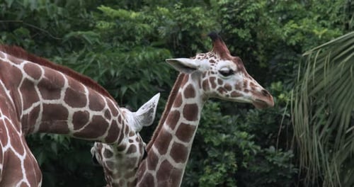African Giraffes In The Zoo