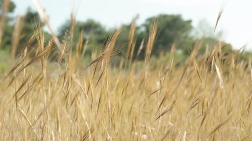 Goldene trockene Grashalme, die einem Weizenfeld ähneln, wiegen sich im Wind vor dem Hintergrund von Bäumen.