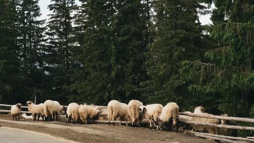 Eine Schafherde wandert im rumänischen Bergdorf