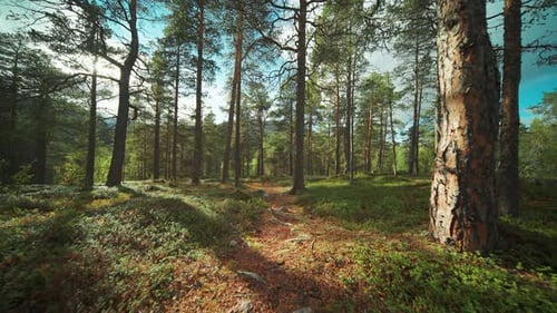 A narrow trail leads through the sunlit pine forest.