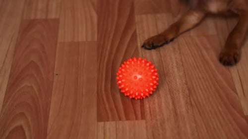 Puppies Aged Two and a Half Months Play with a Ball