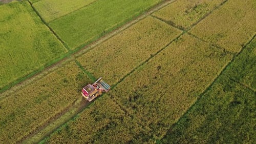 Drones fly over workers producing rice straw after harvest season in large rice fields, farmer's