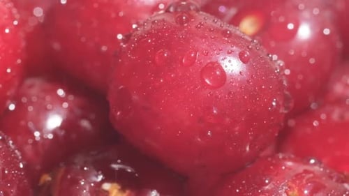 Close Up of Ripe Red Cherries With Water Droplets