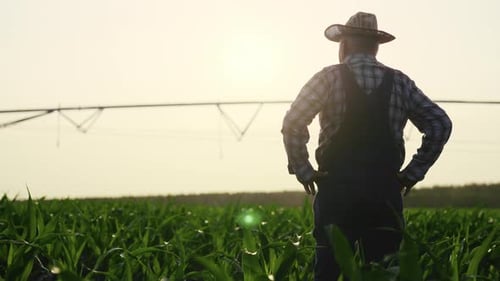 Cinematic Shot with Old Farmer Walking in Sunset in Farmland Silhouette View Senior Farm Worker