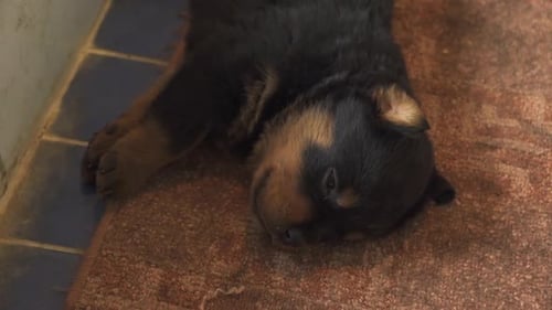 Black and Brown Puppy Sleeping Peacefully on Rug