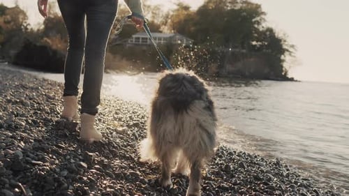Back View A Woman Walks with a Dog at the Shore of the Lake Walking Near the Water's Edge The Sun