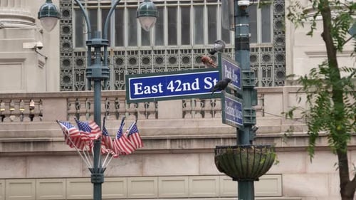 East 42nd Street Sign with Flags and Pigeons