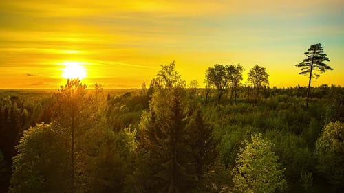 beautiful yellow sunset reflecting the lights over a green boreal forest. summer landscape timelapse