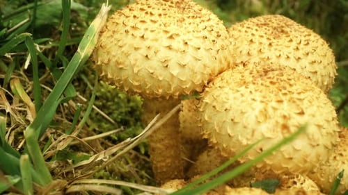 Close Up of Yellow Mushrooms in Grass