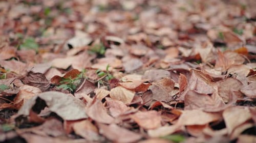 Fallen Yellow Leaves Cover Ground On Quiet Forest Path