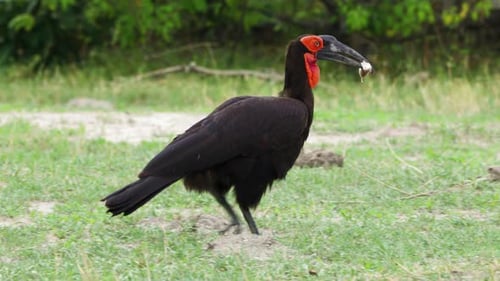Hungry Ground Hornbill Catching A Fish And Walking To Eat In The Bush In Moremi Game Reserve, Botswa