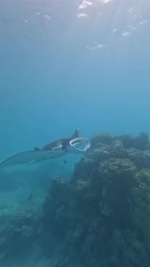 Majestic Manta Ray Gliding Over Coral Reef