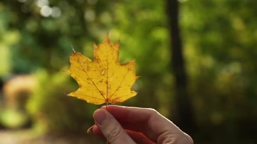 Yellow Maple Leaf Held Up to Sunlight