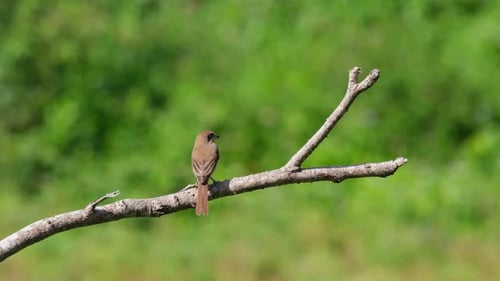 Seen from its back perched on a dead branch while facing to the right during a windy afternoon; Brow
