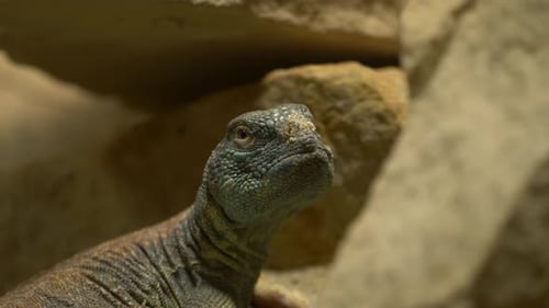 Close-up of a Bell's dabb lizard (Uromastyx acanthinura)