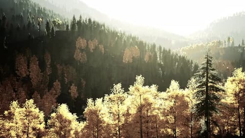A Dense Forest with Towering Trees