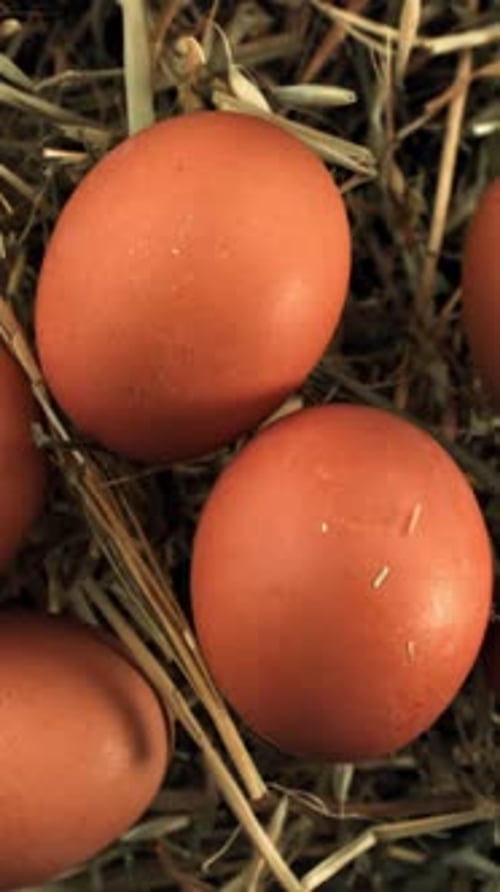 Chicken Eggs Fly with Hay Filmed on a Highspeed Camera at 1000 Fps