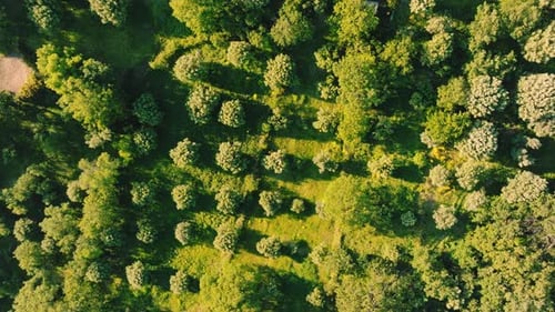 Olive Trees in Calabria for the Production of Extra Virgin Olive Oil