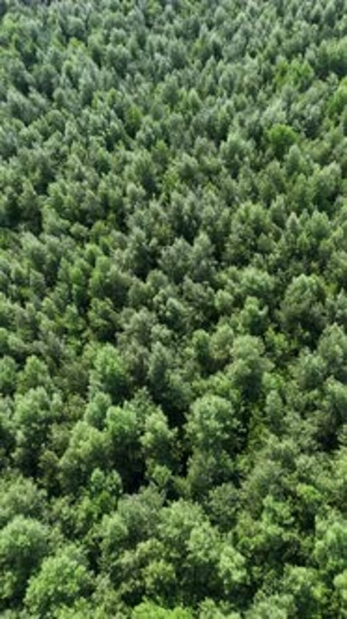 Dense Forest Canopy Seen from Above a Verdant, Textured Expanse