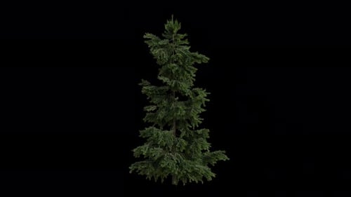 Cedrus libani var. brevifolia blowing in the wind. Alpha Channel. Loop Animation