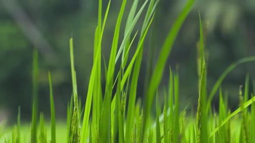 Paddy leaves sways slowly in a breezy afternoon, rice leaves shining bright in the afternoon light.