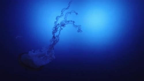 Zeitlupe einer Qualle, die in einem Aquarium schwimmt. 4K