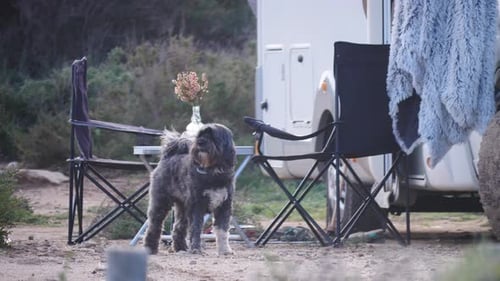 Fluffy Dog Standing Near RV Campsite