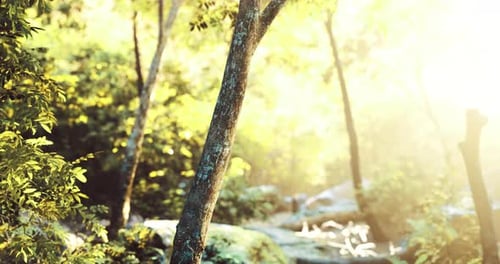 Sunlight Filters Through Trees in a Serene Forest Landscape During Daytime