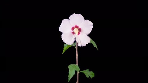 Time Lapse of Flower Blooming on Black Background