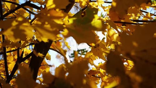 View to Tree Top of Birch with Brown Leaves at Sunny Autumn Day Branches with Lush Foliage Gently