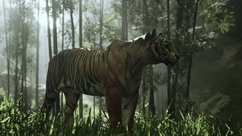 Giant Bengal Tiger Prowls Through a Grove of Bamboo