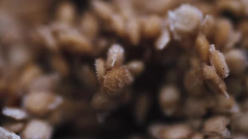 Tomato Seeds for Cultivation Macro Video