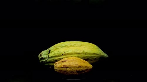 cocoa fruit on a dark background