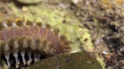 Bristle worm searching for food during low tide, Eilat, Israel