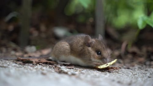 GRAUE FELDMAUS WILD IM GARTEN BEIM FRESSEN