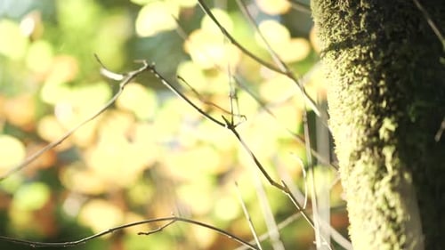 Horizontal paning with a close up shot from behind a mossy tree to a yellow sunlit tree and leaves d