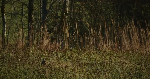 The Shorteared Owl Asio Flammeus