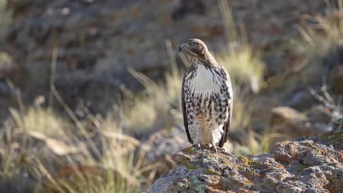 Red-tailed Hawk sitting on a rock as it looks around
