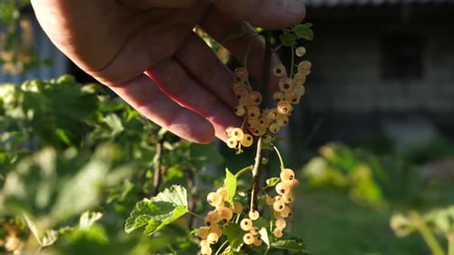 White Currant Branch in the Summer Garden