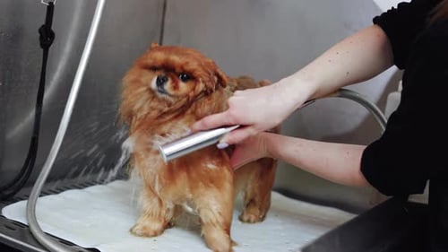 Dog Getting a Shower in Metal Basin
