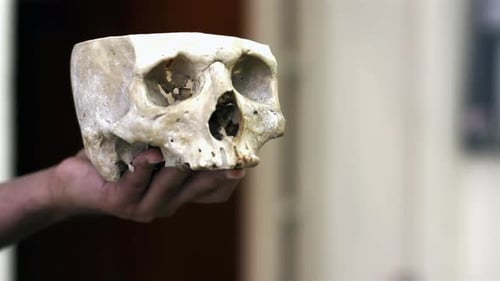 Archäologe untersucht menschliche Schädelreste - Nahaufnahme - 4K