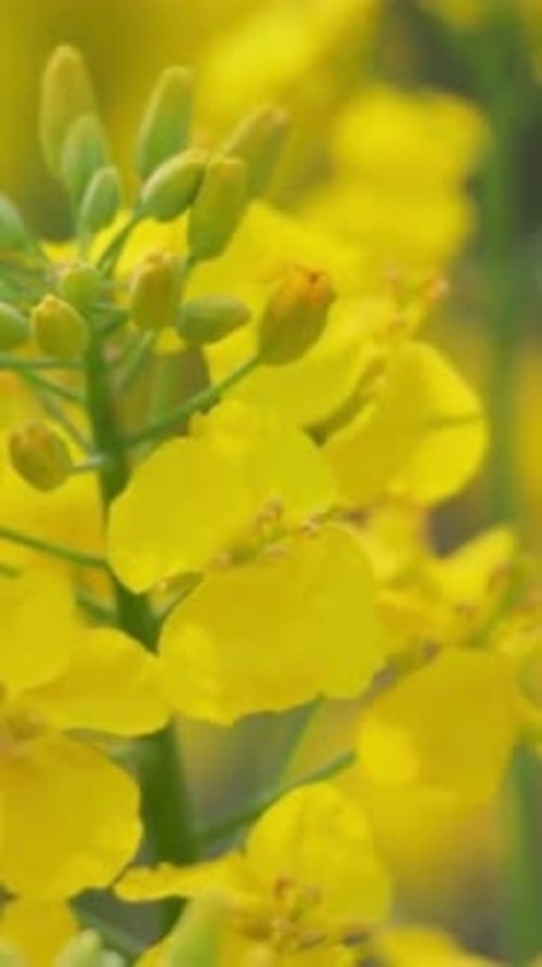 Vertical View Of Honey Bee on Rapeseed Flowers