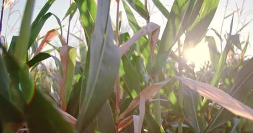 Maize Plantation at Sunset