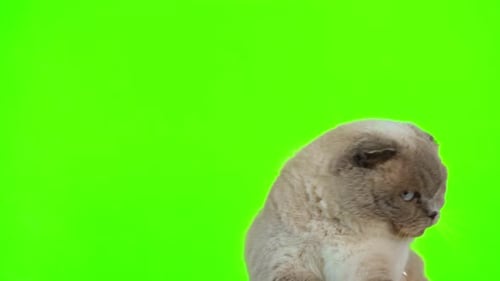 Cat Green Screen Chromakey Scottish Fold Gray Feline Isolated on Greenscreen Sitting Looking Up