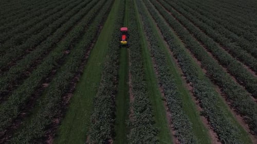 Aerial View of Tractor Mowing and Spraying Blueberry Field Aerial