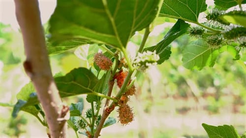 Moras rojas y verdes vibrantes en la rama