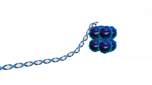 Double helix dna wrapping around cellular histone proteins