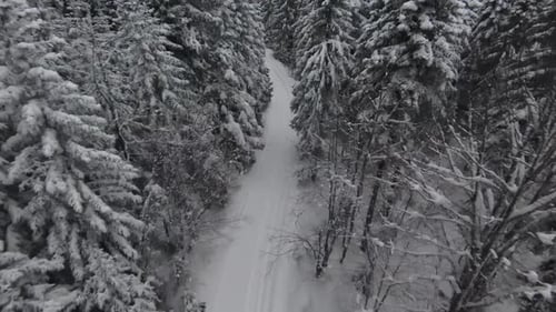 Schneebedeckte Bäume in einem Wald mit sich bewegendem Nebel und schönem Licht