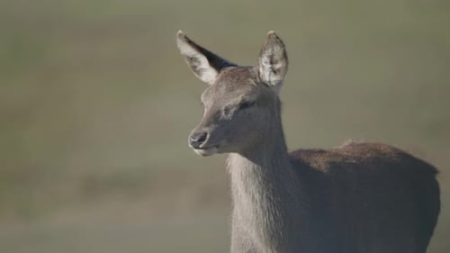 Female Deer walking on green grassland by the forest -close up slowmo