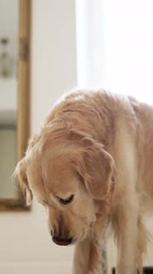 Adorável cão Golden Retriever bebendo água da tigela de comida